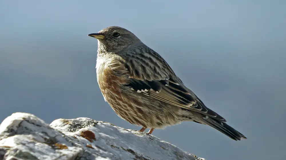 batuecas-aves