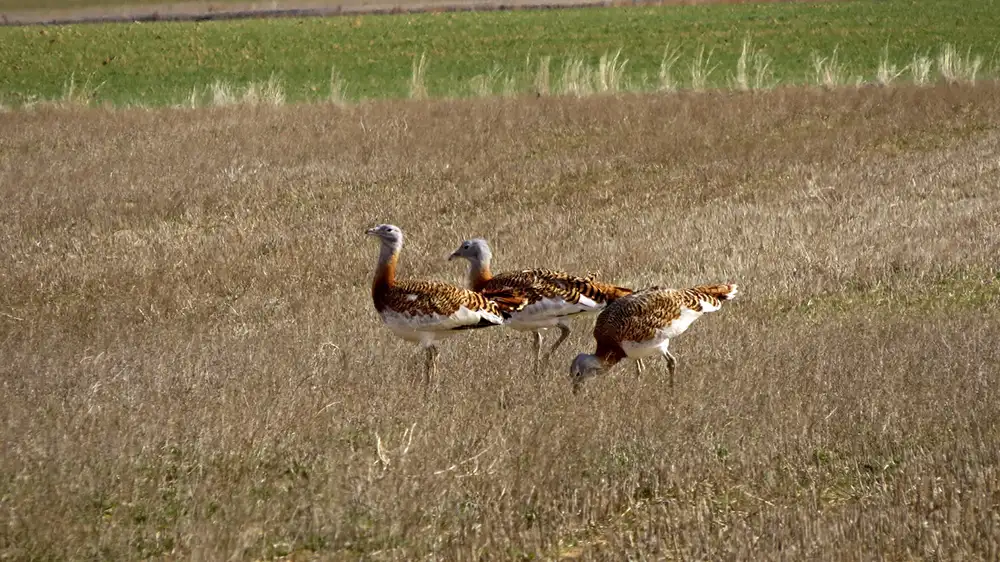 sttepes-aves